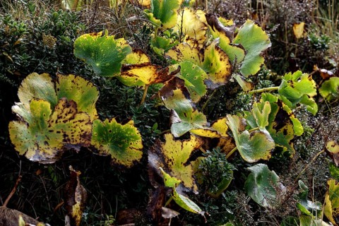 Colourful vegetation on the Hocker Valley Track on Aoraki, New Zealand, zero