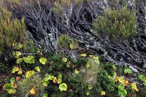 Close-up of thick branches and green foliage in nature, Mount Cook, New Zealand