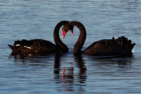 Two black swans form hearts with their necks on the calm water of Lake Rotorua, Rotorua, North