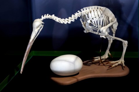 Kiwi skeleton next to an egg in an exhibition at Kiwi Hatchery in Rotorua, Rotorua, New Zealand