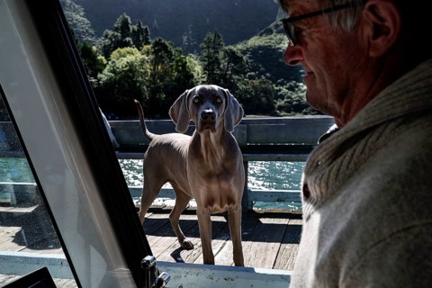 Dog on a pier looking curiously while a man is sitting in the boat