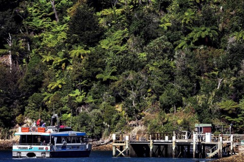 Mailboat delivers parcels to a dock in the dense forest in Pelorus Sound