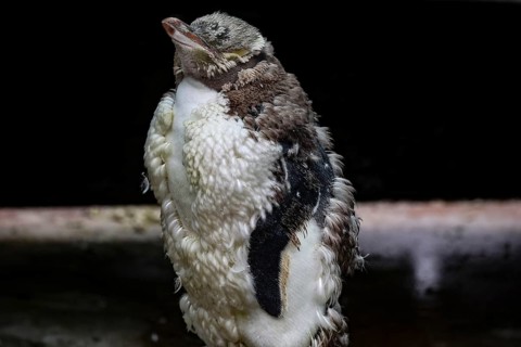 Yellow-eyed penguin in the Mauser with detailed feather structure on the Otago Peninsula, Otago