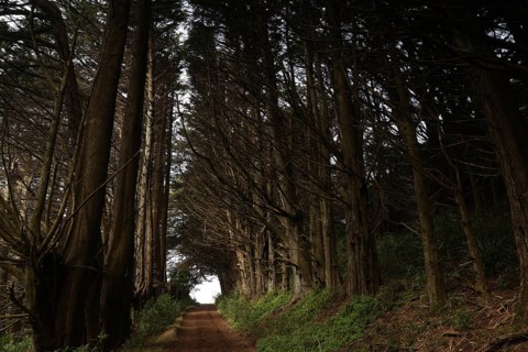 Light at the end of a forest arc surrounded by tall trees on the Otago Peninsula, Otago Peninsula,