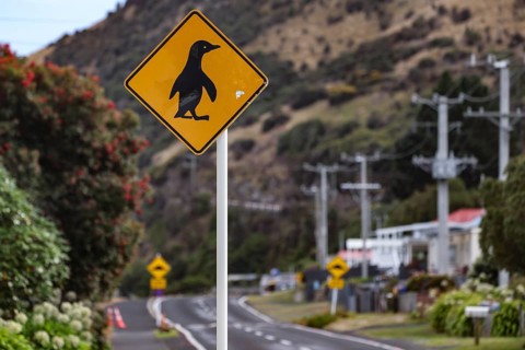 Road sign with penguin warning on a road in hilly countryside on the Otago Peninsula, Otago