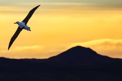 Albatross in flight in front of a colorful sunset on the Otago Peninsula, Otago Peninsula, Otago,