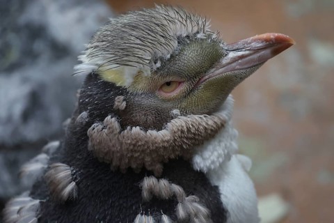 Close-up of a yellow-eyed penguin with distinctive moult and detailed plumage, Otago Peninsula, New