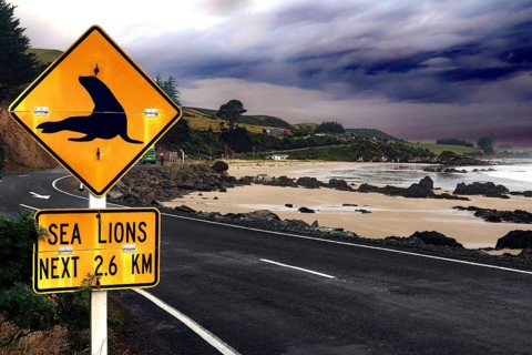 Road sign on a coastal road near Nugget Point warning of sea lions, Nugget Point, Otago, New