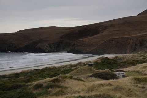 Coastal landscape with rolling dunes and ocean views on the Otago Peninsula, Otago Peninsula, New