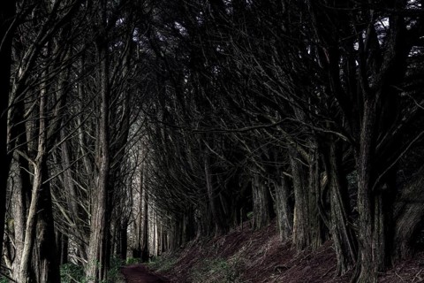 Dark tunnel path surrounded by trees on the Otago Peninsula, looks mystical and mysterious, Otago