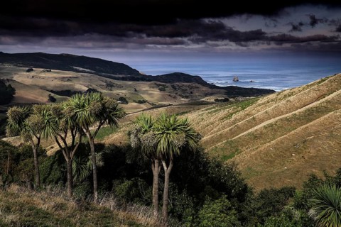 Wide landscape of the Otago Peninsula with hills and palm trees, Otago Peninsula, New Zealand