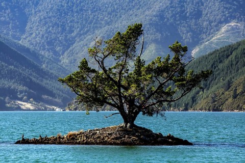 A single tree on a small island in tranquil Pelorus Sound, Pelorus Sound, Marlborough, New Zealand