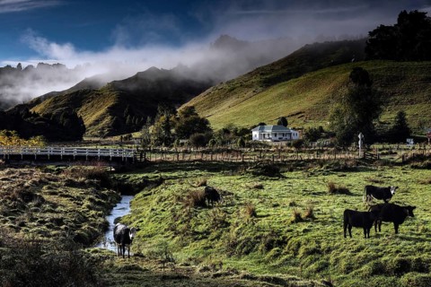 Green landscape with hills and grazing cows along the Forgotten World Highway