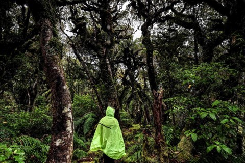 Dense forest in Goblin Forest with hikers in glowing jacket, Mount Egmont National Park, New