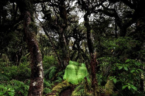 Dense, moss-covered forest in the Goblin Forest of Mt Egmont National Park, surrounded by