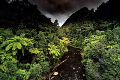 Lush rainforest with thick greenery along the Tangarakau River under cloudy sky, Tangarakau River,