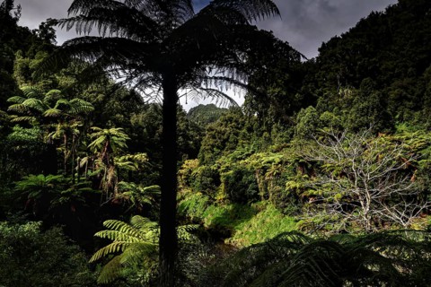 Dense vegetation and lush greenery on Forgotten World Highway, zero