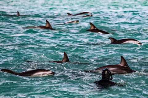 Many dolphins and a snorkeler interacting playfully in the water of Kaikoura, Kaikoura, New Zealand