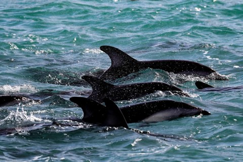 A group of dolphins move synchronously through the waves of Kaikoura, Kaikoura, New Zealand