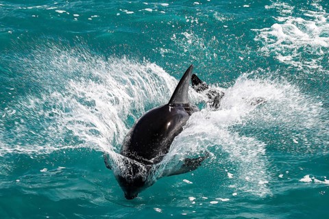 A dolphin jumps through the turquoise ocean waves in Kaikoura, Kaikoura, New Zealand