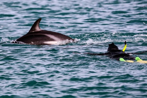 A snorkeler swims near a dolphin in the blue water of Kaikoura, Kaikoura, New Zealand