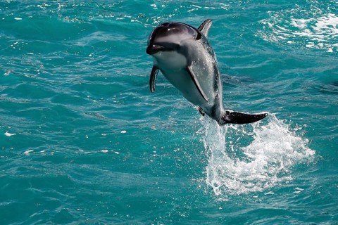 An elegant dolphin jumps out of turquoise water near Kaikoura, Kaikoura, New Zealand