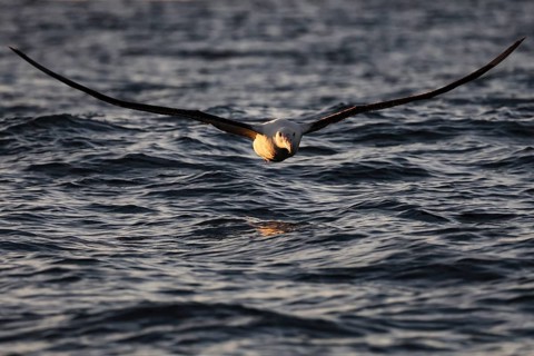King albatross hovers just above the water surface near Kaikoura, Kaikoura, New Zealand