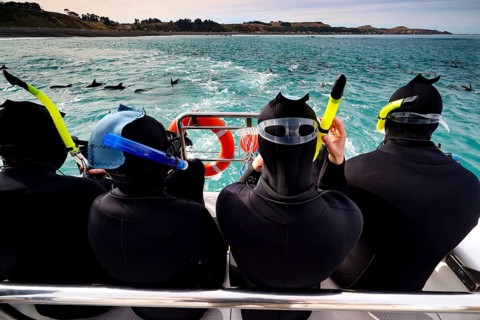 Snorkelers on a boat watching dolphins in the turquoise blue water of Kaikoura, Kaikoura, New