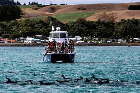 Tour boat full of people watching dolphins in the ocean near Kaikoura, Kaikoura, New Zealand