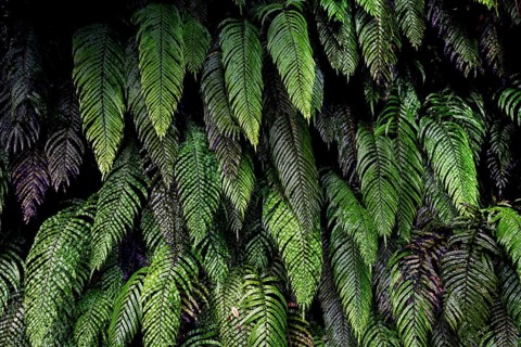 Dense green fern leaves with visible structure near Lake Matheson, Lake Matheson, New Zealand