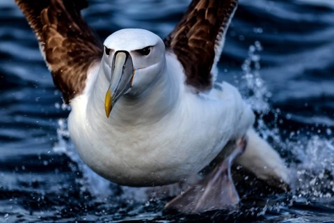 Bald-headed albatross lands on the water near Kaikoura, Kaikoura, New Zealand