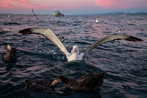 Albatross in the ocean off Kaikoura covered by a pink sky, Kaikoura, Canterbury, New Zealand