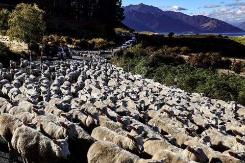 Peaceful sheep drive along Lake Hawea with picturesque mountains in the background, zero