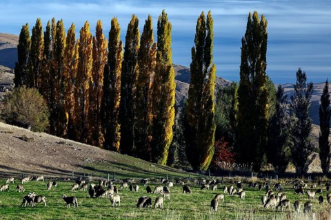 Green field full of sheep flanked by tall trees near Lake Pukaki, Lake Pukaki, Canterbury, New