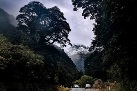 Cuts in the mountainous landscape flanked by tall trees on the road, The Divide, Milford Road, New