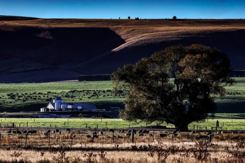 Wide field with a farm in the background, a large tree dominates the scenery at Lake Pukaki, Lake