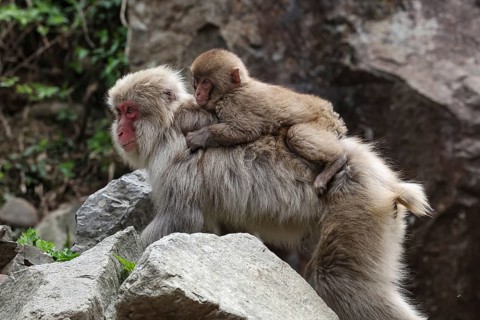 Japanese makak with baby on back in Jigokudani Yaen Koen, Yamanouchi, Nagano, Japan