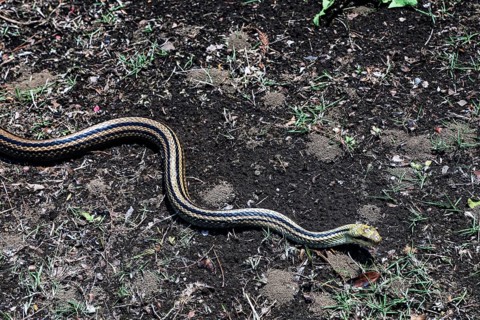 Japanese four-striped snake snaking on soil in the garden of the Imperial Palace in Tokyo, Tokyo,