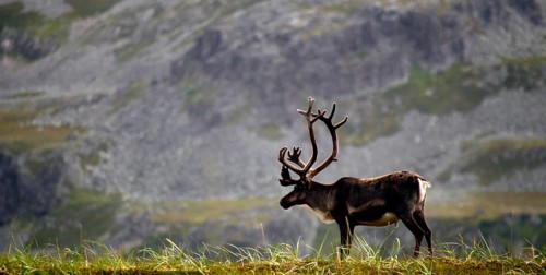 A single reindeer stands on a grassy plain in front of a rocky mountain backdrop near Hamningberg