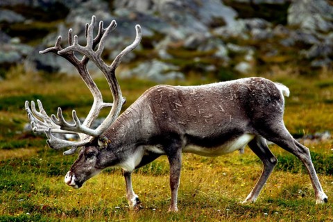 A reindeer grazes peacefully in a meadow near Hamningberg with rocks in the background