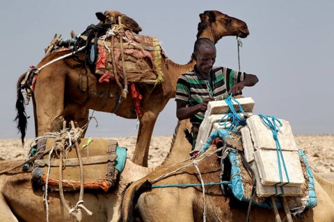 Man loads camels with salt blocks in the barren desert of Dallol, zero