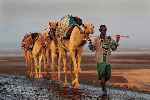 Man leading camel caravan through desert in Dallol, traditional trip, Dallol, Ethiopia
