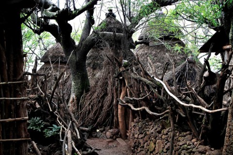 Winding paths and traditional wooden and straw huts in a Konso village, Konso, region, Ethiopia