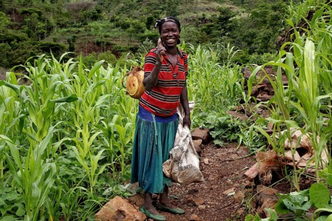 A farmer's wife smiles in the midst of terraced fields and tall corn plants, Konso, null