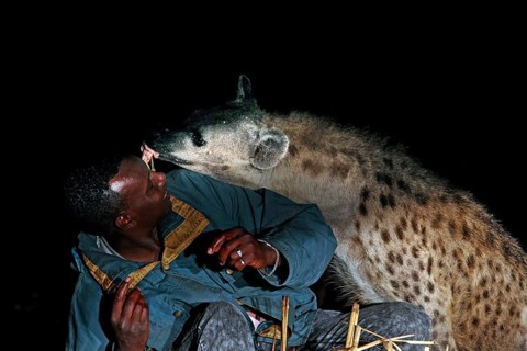 Hyena interacts aggressively with a man at night, a dangerous encounter, Harar, Harar, Ethiopia