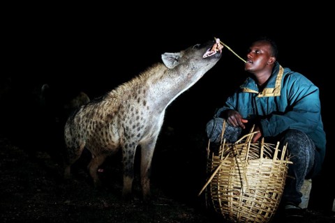 Man feeding hyena with a stick from a basket in the dark, a nocturnal ritual, Harar, Harar,