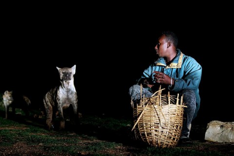 A man with a basket feeds a hyena at night, a tense encounter, Harar, Harar, Ethiopia