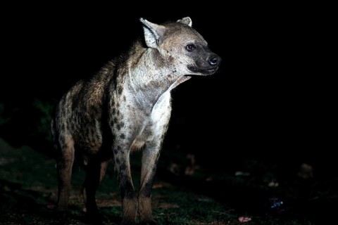 A hyena in the dark near Harar observes the surrounding area, Harar, Harari, Ethiopia