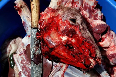 Traditional sheep slaughter as part of Easter food, Lalibela, Amhara, Ethiopia
