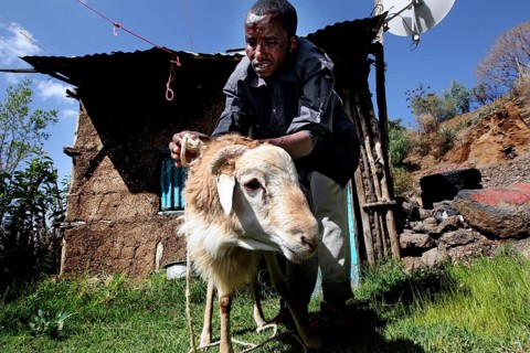 Man preparing sheep for traditional ceremony in front of a house, Lalibela, Ethiopia